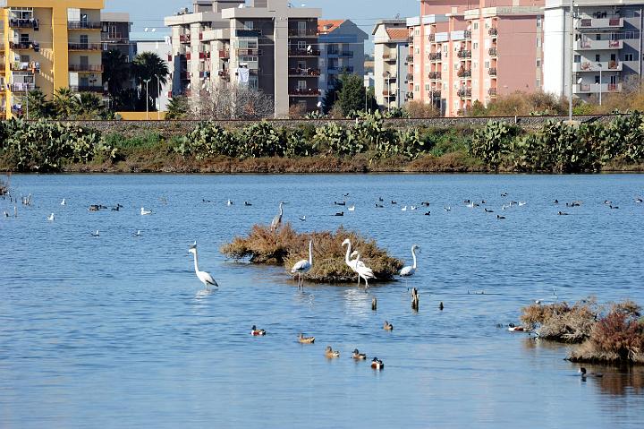 2Saline di Augusta 16.1.2011 (97).jpg